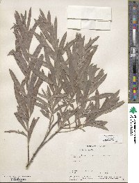 Salix exigua image