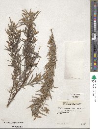 Salix sessilifolia image