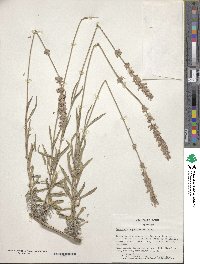 Lavandula angustifolia image