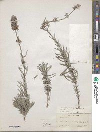 Lavandula angustifolia image