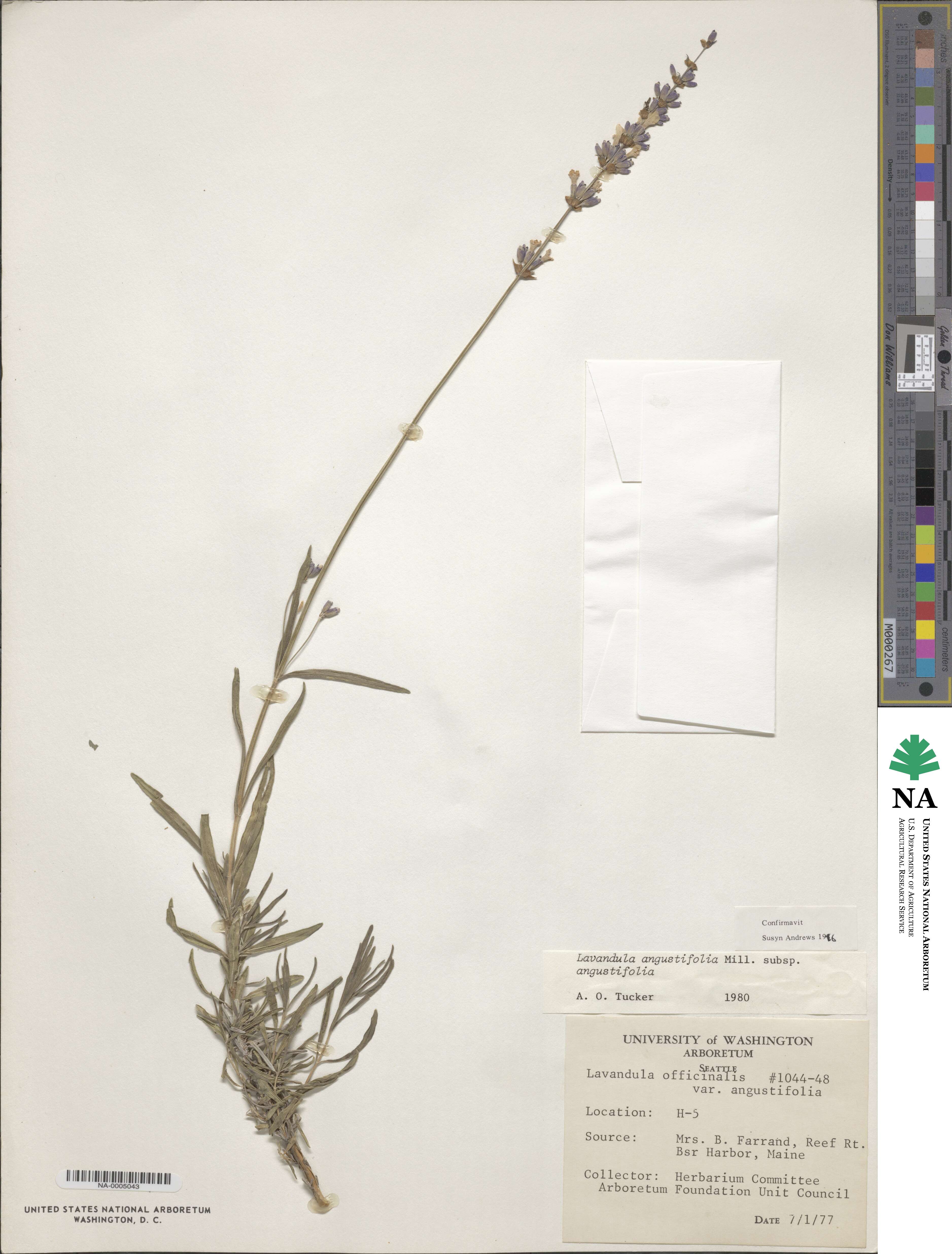 Lavandula angustifolia subsp. angustifolia image