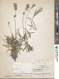 Lavandula angustifolia subsp. angustifolia image