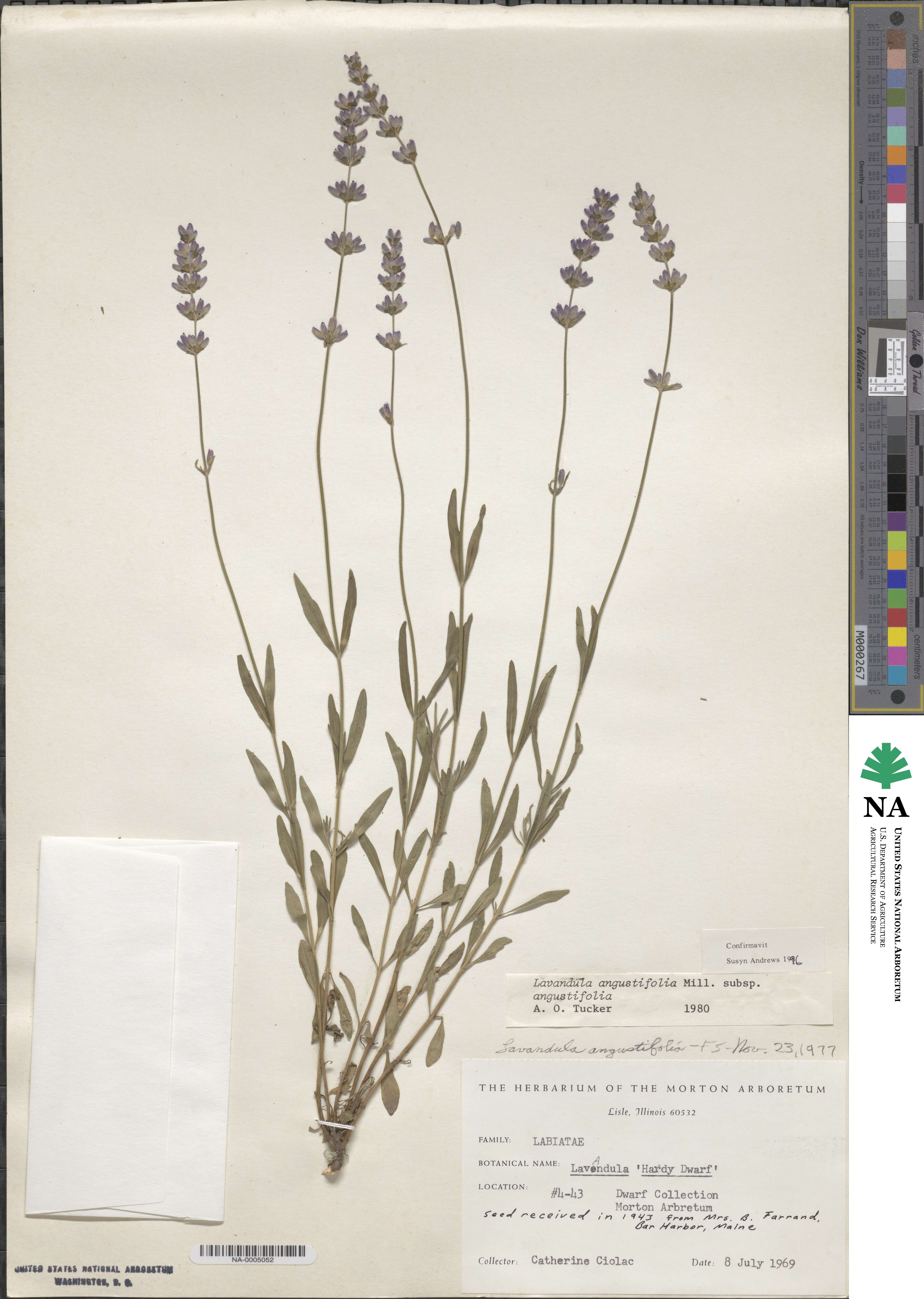 Lavandula angustifolia subsp. angustifolia image