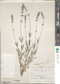 Lavandula angustifolia subsp. angustifolia image