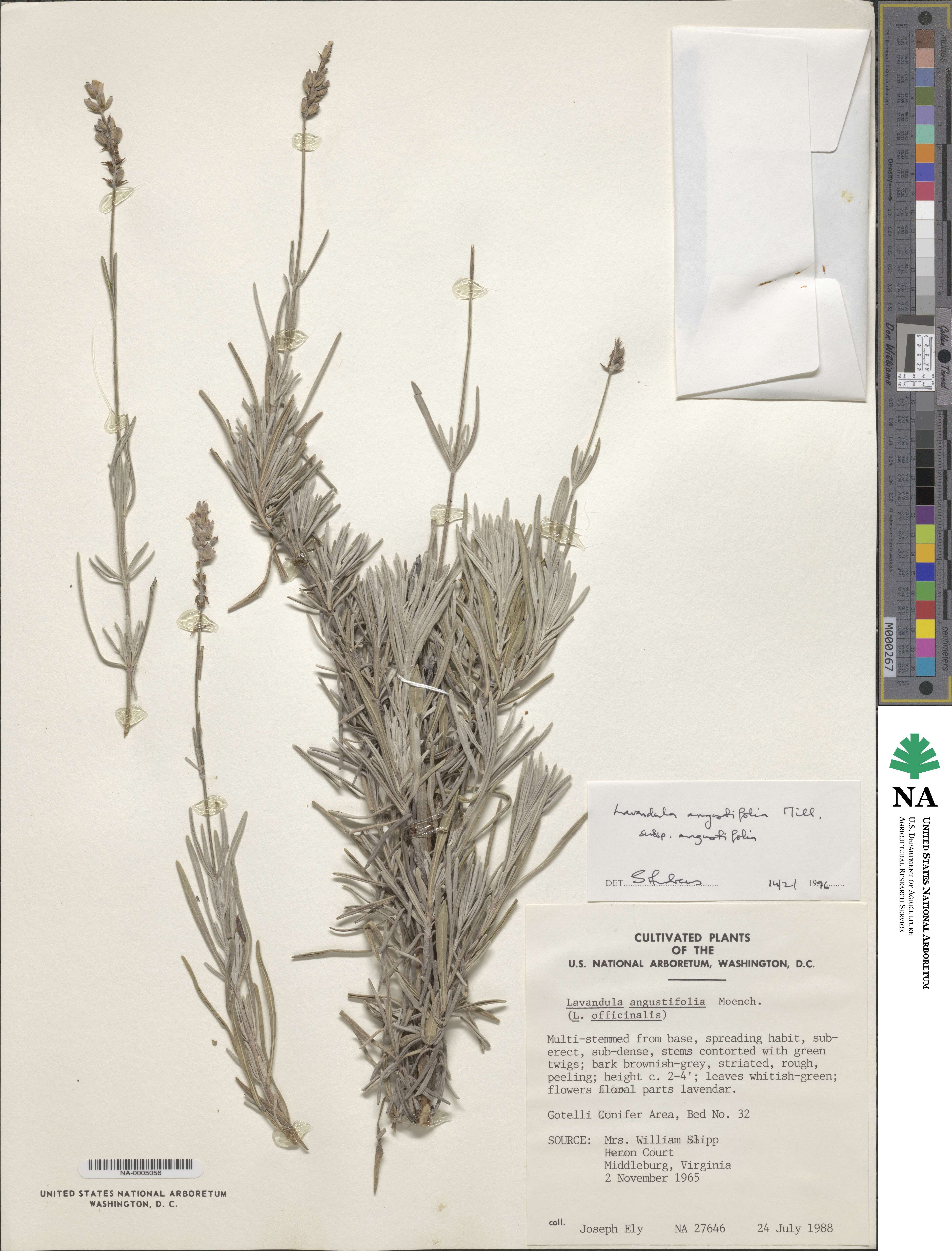 Lavandula angustifolia subsp. angustifolia image