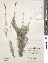 Lavandula angustifolia subsp. angustifolia image