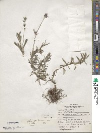 Lavandula angustifolia subsp. angustifolia image