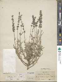 Lavandula angustifolia subsp. angustifolia image