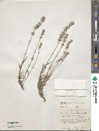 Lavandula angustifolia image