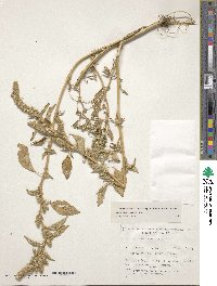 Amaranthus powellii image