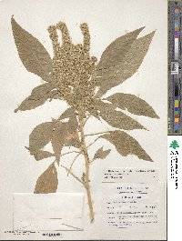 Amaranthus hypochondriacus image