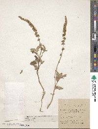 Amaranthus caudatus image