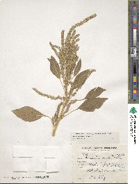 Amaranthus hypochondriacus image