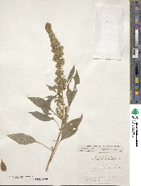 Amaranthus cruentus image