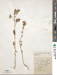 Amaranthus blitum image