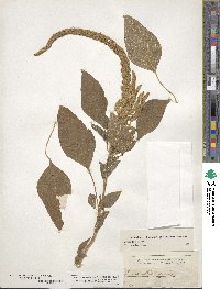 Amaranthus caudatus image