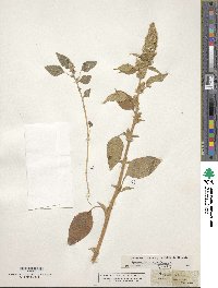 Image of Amaranthus retroflexus