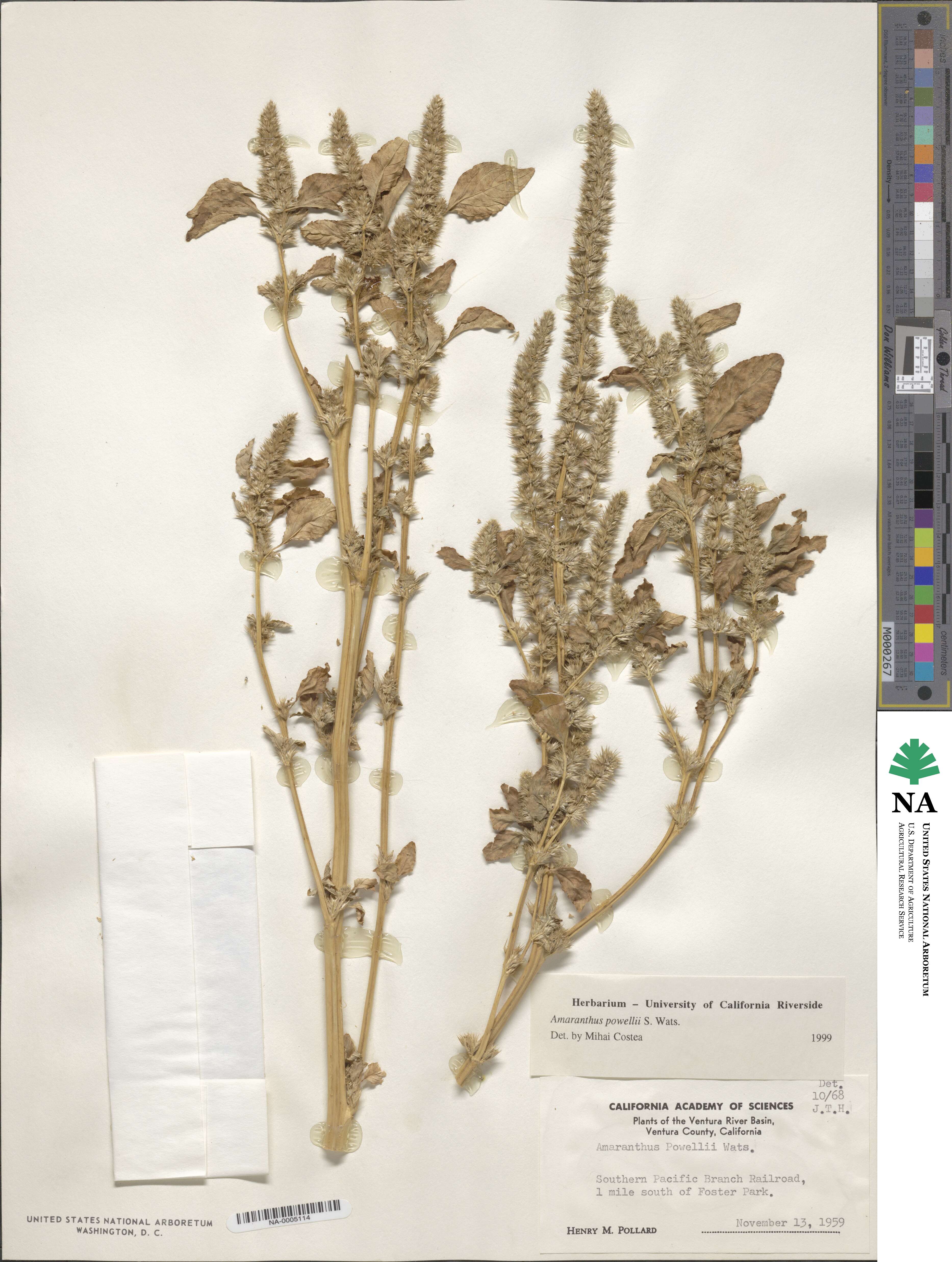 Amaranthus powellii image