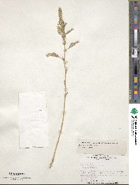 Amaranthus powellii image