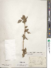 Amaranthus powellii image