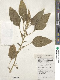 Amaranthus cruentus image