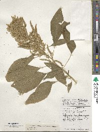 Amaranthus cruentus image