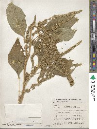 Amaranthus hypochondriacus image