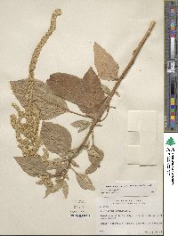 Amaranthus caudatus image