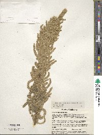 Amaranthus caudatus image