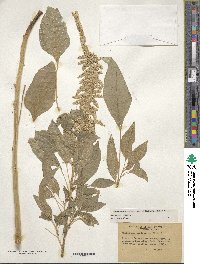 Amaranthus caudatus image