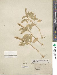 Amaranthus caudatus image