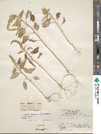 Amaranthus caudatus image