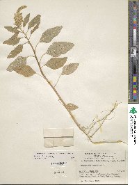 Amaranthus caudatus image