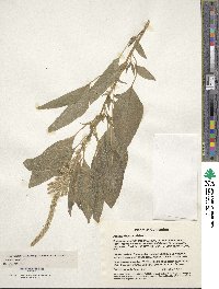 Amaranthus caudatus image