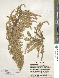 Amaranthus caudatus image