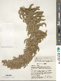 Amaranthus caudatus image