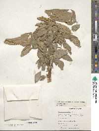 Amaranthus caudatus image