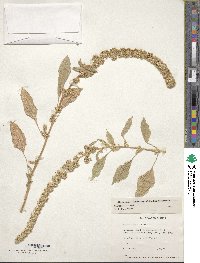 Amaranthus caudatus image