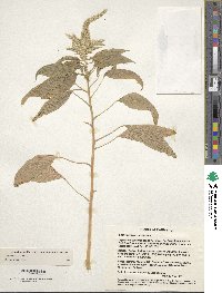 Amaranthus caudatus image