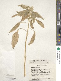 Amaranthus caudatus image