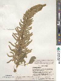 Amaranthus caudatus image