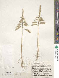 Amaranthus caudatus image