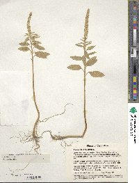 Amaranthus caudatus image