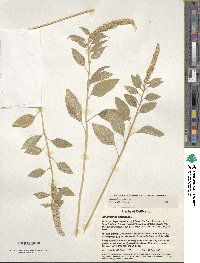 Amaranthus caudatus image