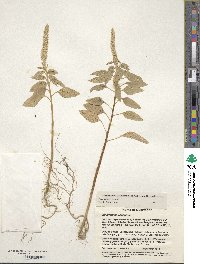 Amaranthus caudatus image