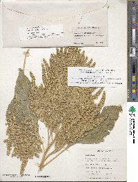 Amaranthus cruentus image