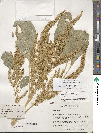 Amaranthus cruentus image