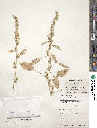 Amaranthus hybridus image