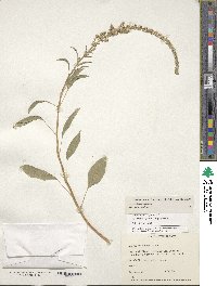 Amaranthus caudatus image