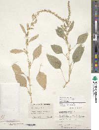 Amaranthus hybridus image